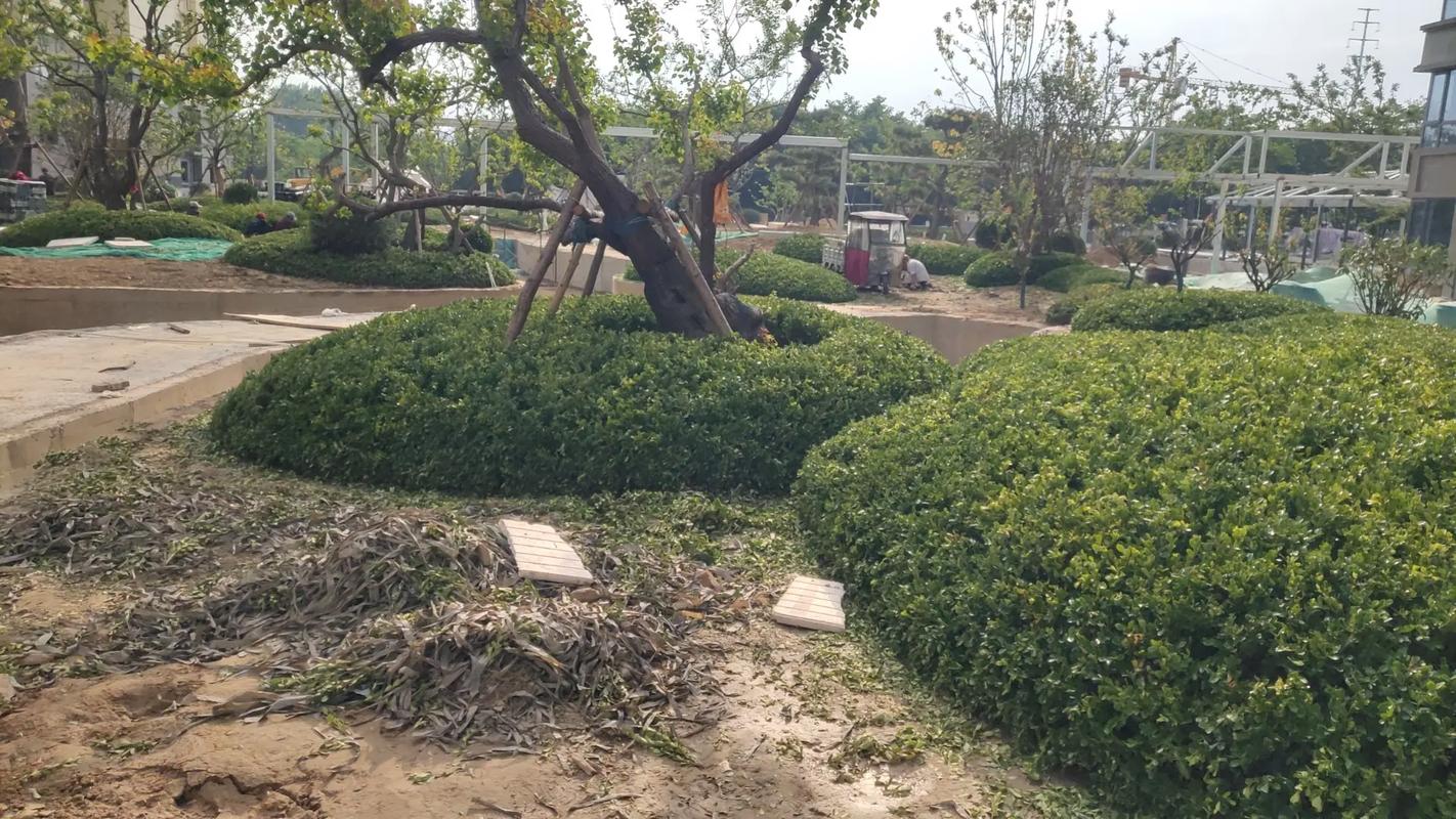 施工現(xiàn)場實(shí)拍 專業(yè)的事交給專業(yè)的人 園林綠化工程 小區(qū)綠化