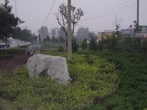 2009年濰坊市政園林市政園林設(shè)計麗景市政園林