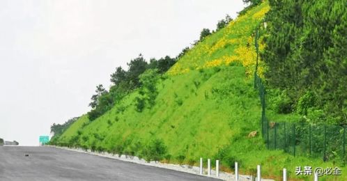 道路綠化中,城市干道植物應該怎樣配置