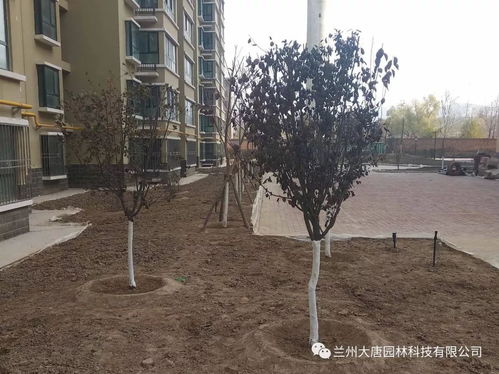 永登西太華 置地新城園林綠化工程現(xiàn)場(chǎng)